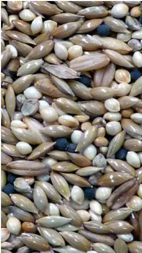 AVIGRAIN CANARY SEED 2KG