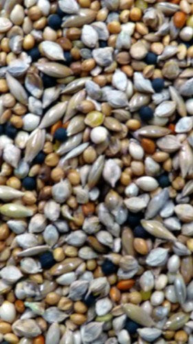 AVIGRAIN FINCH SEED 4KG