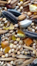 AVIGRAIN SMALL PARROT SEED 1KG