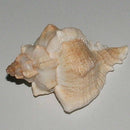 AUSSIE HERMIT NATURAL SHELL LARGE