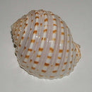 AUSSIE HERMIT NATURAL SHELL SMALL