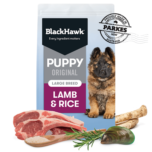 BLACK HAWK PUPPY LARGE BREED LAMB 20KG