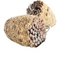 FORAGE MEDIUM BIRD PINECONE TREAT