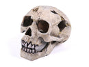 DEEP SEA SKULL MEDIUM 115W X 105H X 160D MM