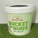 MINIBEASTS CRICKETS LARGE BUCKET OF BUGS 140+