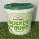 MINIBEASTS CRICKETS MEDIUM BUCKET OF BUGS 200+