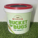 MINIBEASTS CRICKETS SMALL BUCKET OF BUGS 400+