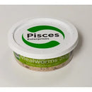 PISCES LIVE MEALWORMS 50G TUB