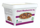 PISCES LIVE GIANT MEALWORMS 50G