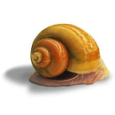 MYSTERY SNAIL GOLD LARGE