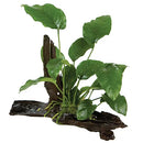 MEDIUM DRIFTWOOD W/ANUBIAS