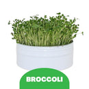 BIRD MICROGREENS KIT - MIXED GREENS