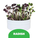 BIRD MICROGREENS KIT - RADISH