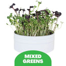 BIRD MICROGREENS KIT - MIXED GREENS